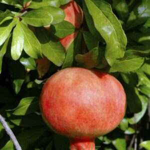 Kazake Pomegranate Tree