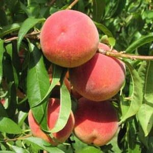 La Feliciana Peach Tree