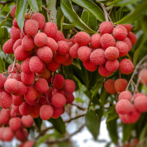 Lychee Tree - Mauritius