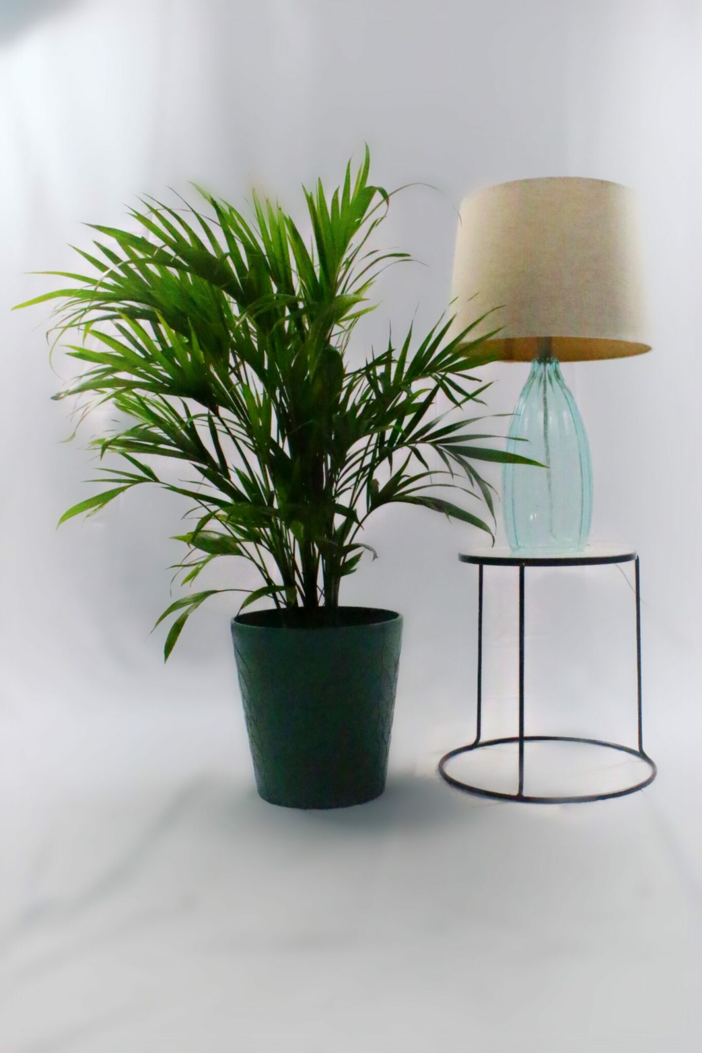 Majesty Palm - Image 3