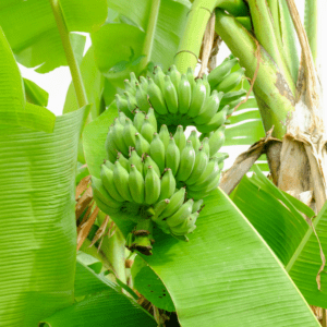 Nam Wah Banana Tree