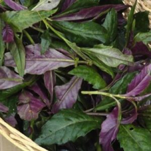 Okinawan Spinach Plant