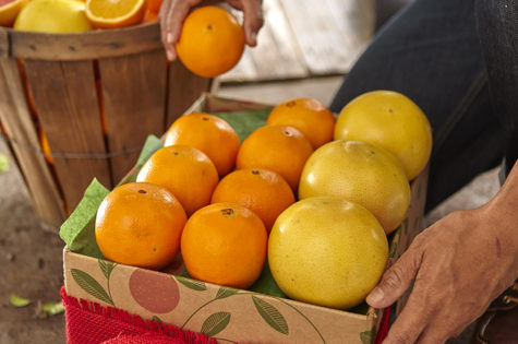 Ordering Fresh Citrus Fruit From Hale Groves