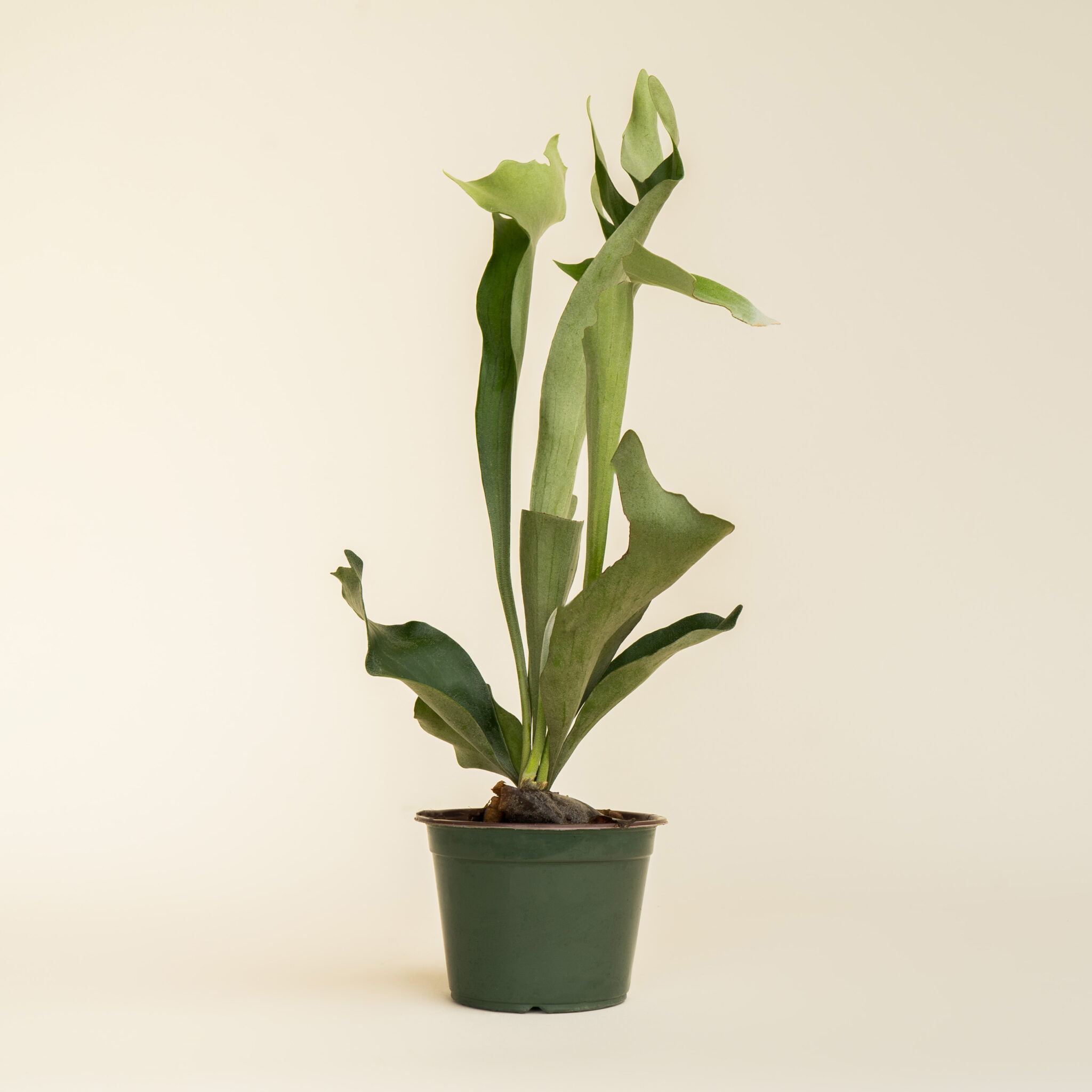 Platycerium Staghorn Fern - Image 3
