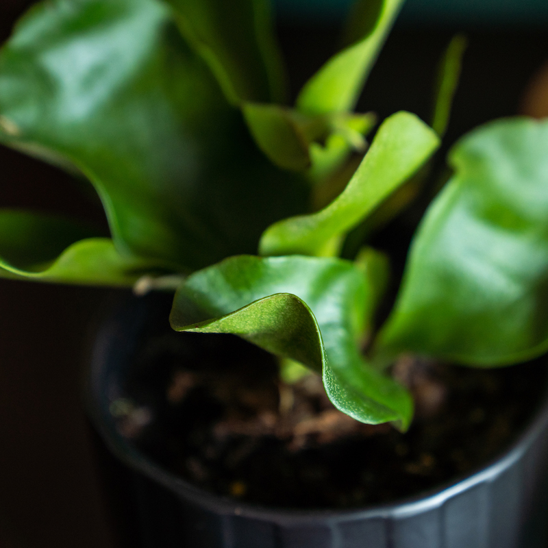 Platycerium Staghorn Fern - Image 4