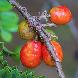 red hog plum branch