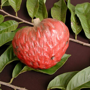 San Pablo Red Custard Apple Tree