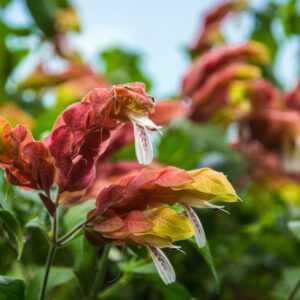 Shrimp Beloperone Guttata Plant