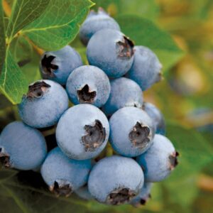 Snowchaser Blueberry Plant