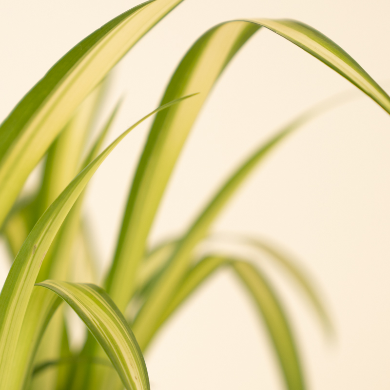 Spider Plant - Image 3