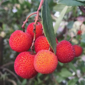 Strawberry Tree