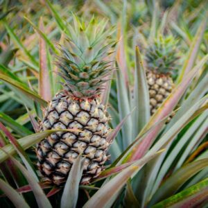 Sugarloaf Pineapple Plant