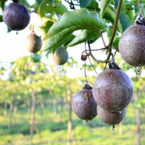 Sweet Sunrise Passion Fruit Vine