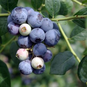 Sweetcrisp Blueberry Plant