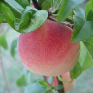 Tropic Snow Peach Tree