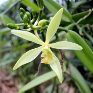 Vanilla Orchid Plant