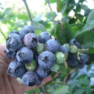 Windsor Blueberry Plant