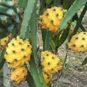 Yellow Dragon Fruit Tree