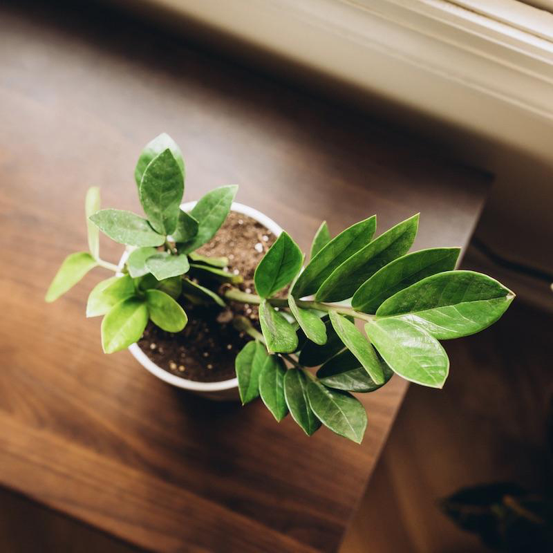 Zamaioculcas Zamiifolia 'ZZ Plant' (Zanzibar) - Image 3