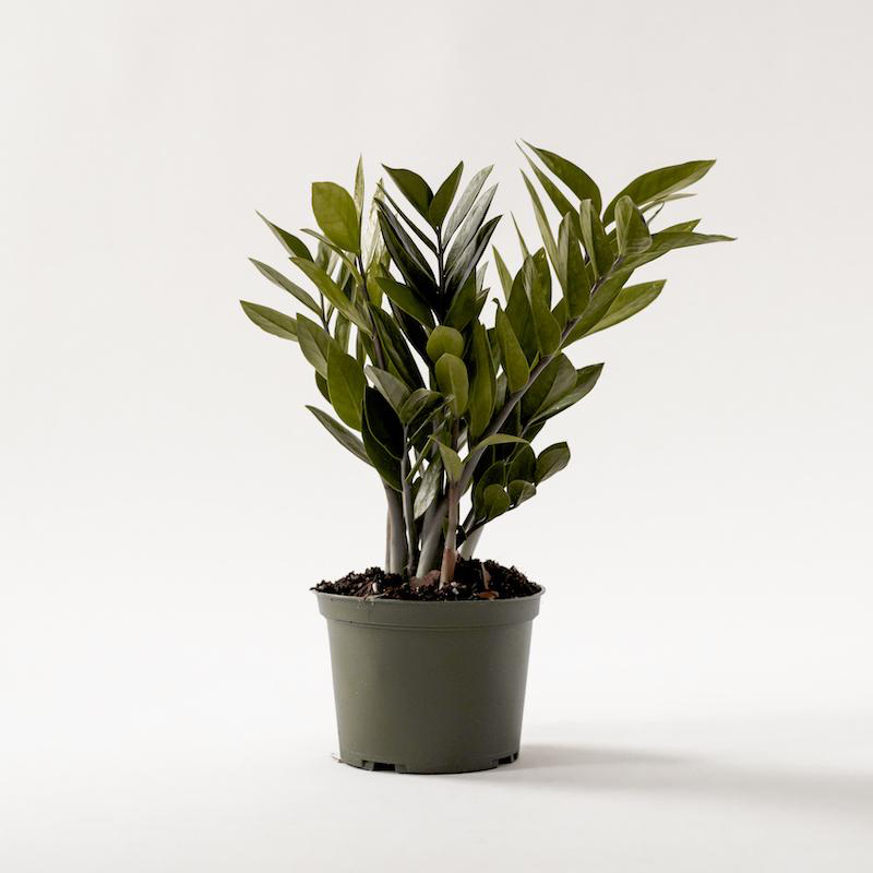 Zamaioculcas Zamiifolia 'ZZ Plant' (Zanzibar) - Image 4