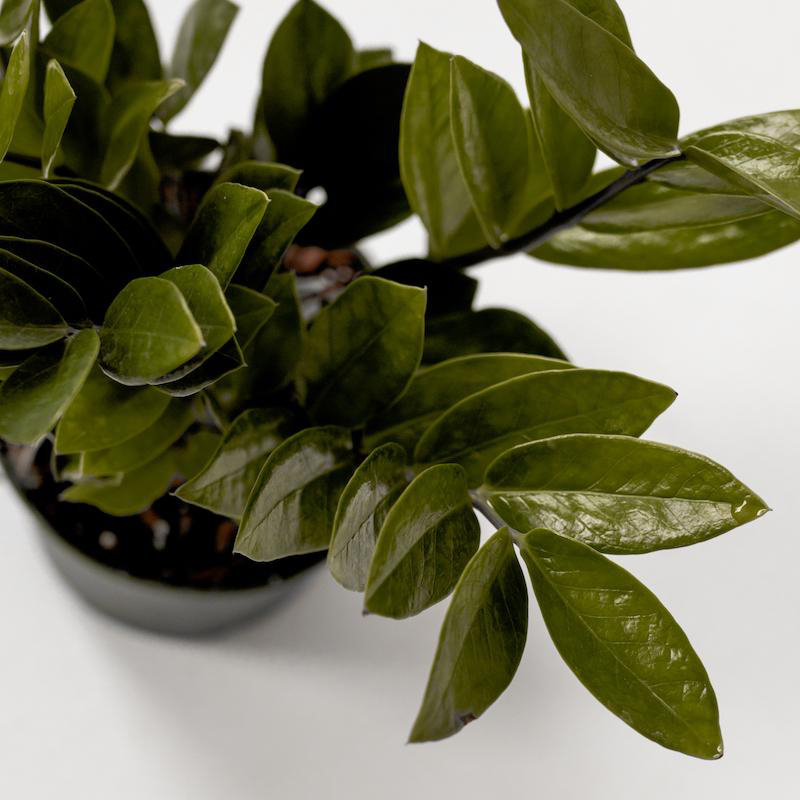 Zamaioculcas Zamiifolia 'ZZ Plant' (Zanzibar) - Image 5