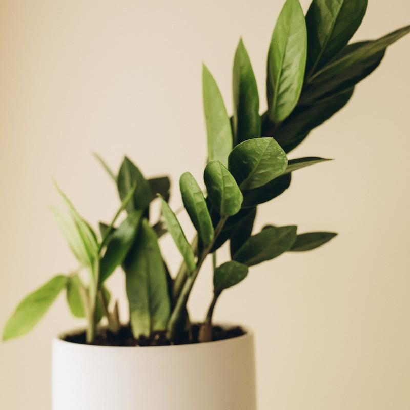 Zamaioculcas Zamiifolia 'ZZ Plant' (Zanzibar) - Image 6