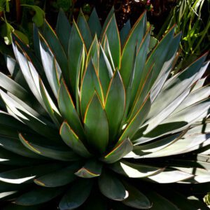 Agave Blue Glow Plant
