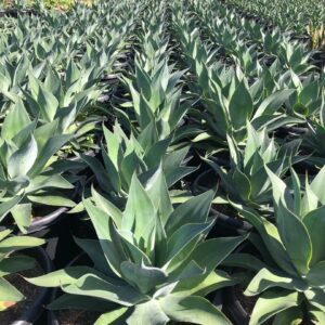 Blue Flame Agave
