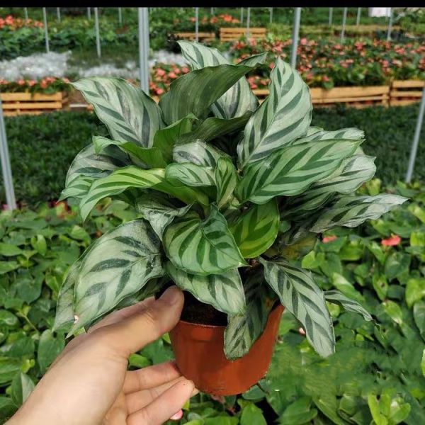Calathea Green Concinna - Image 4