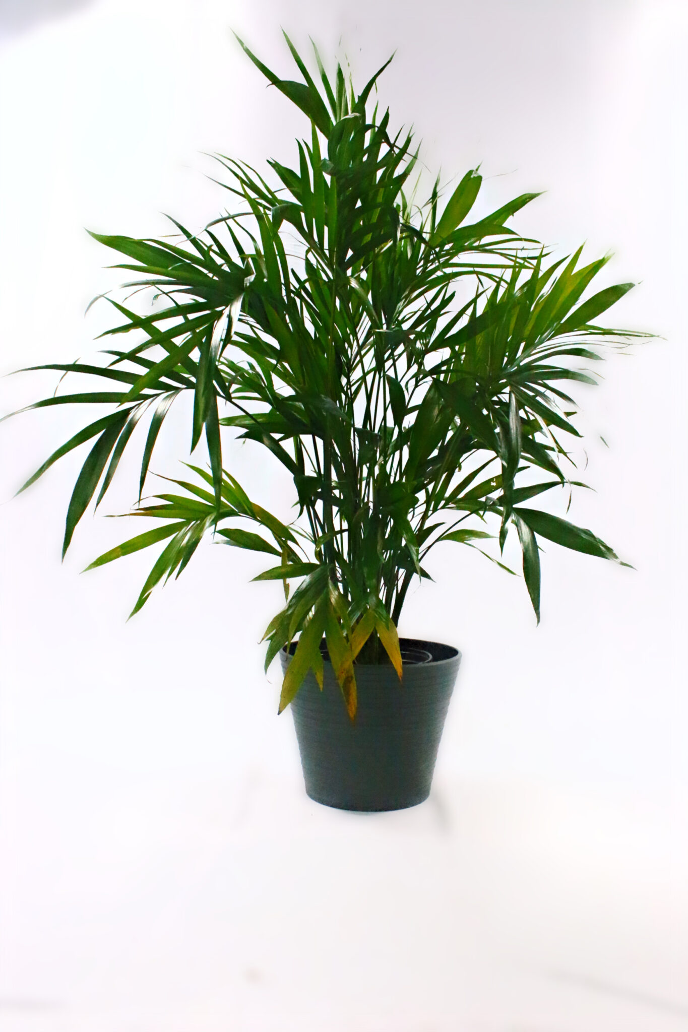 Cat Palm XL