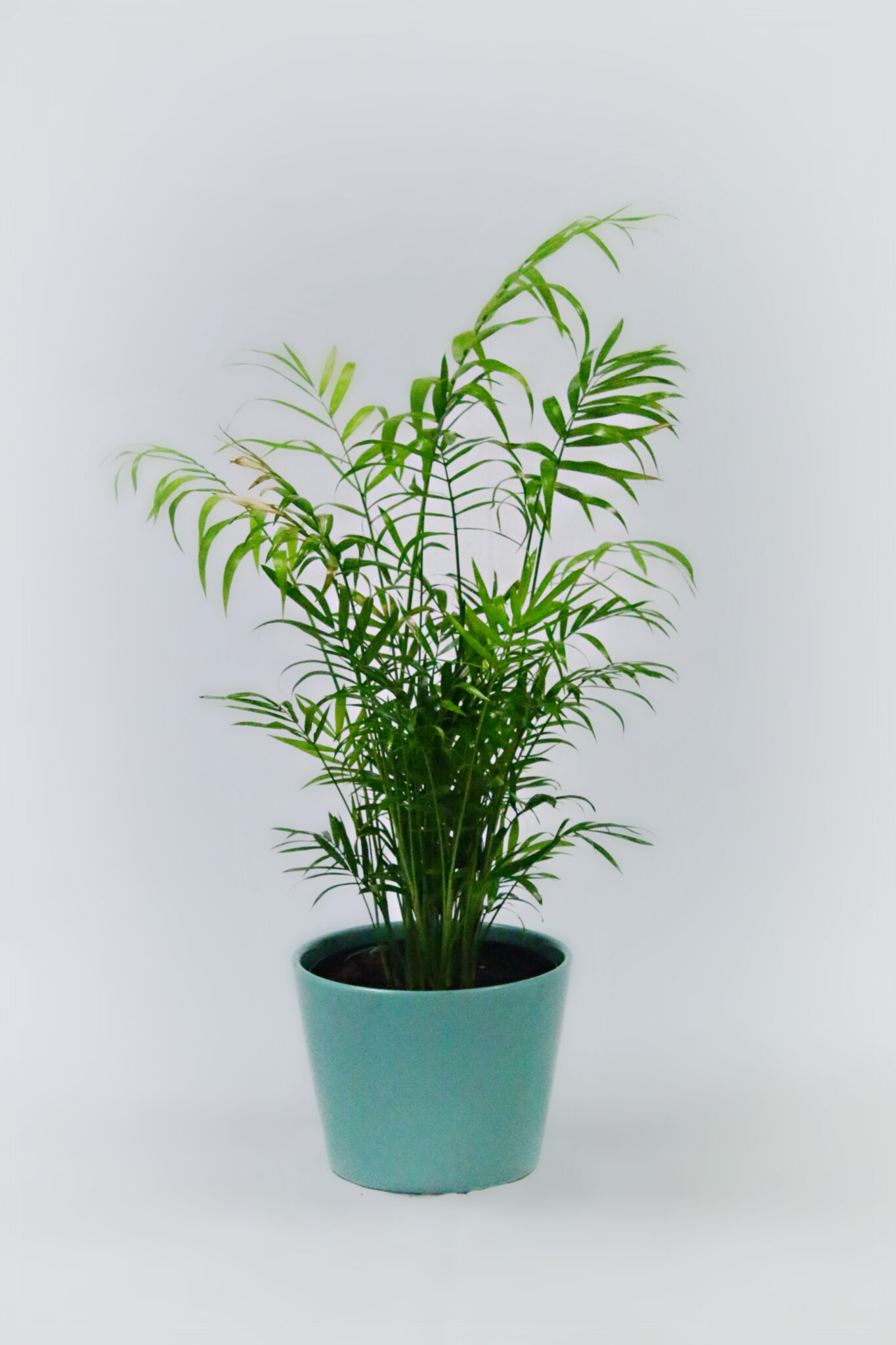 Cat Palm XL - Image 3