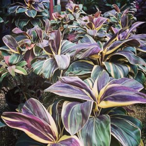 Cordyline Chocolate Queen Plant