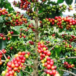 Arabica Coffee Tree