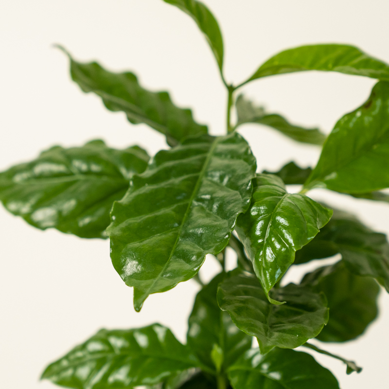 Coffee Plant - Image 3