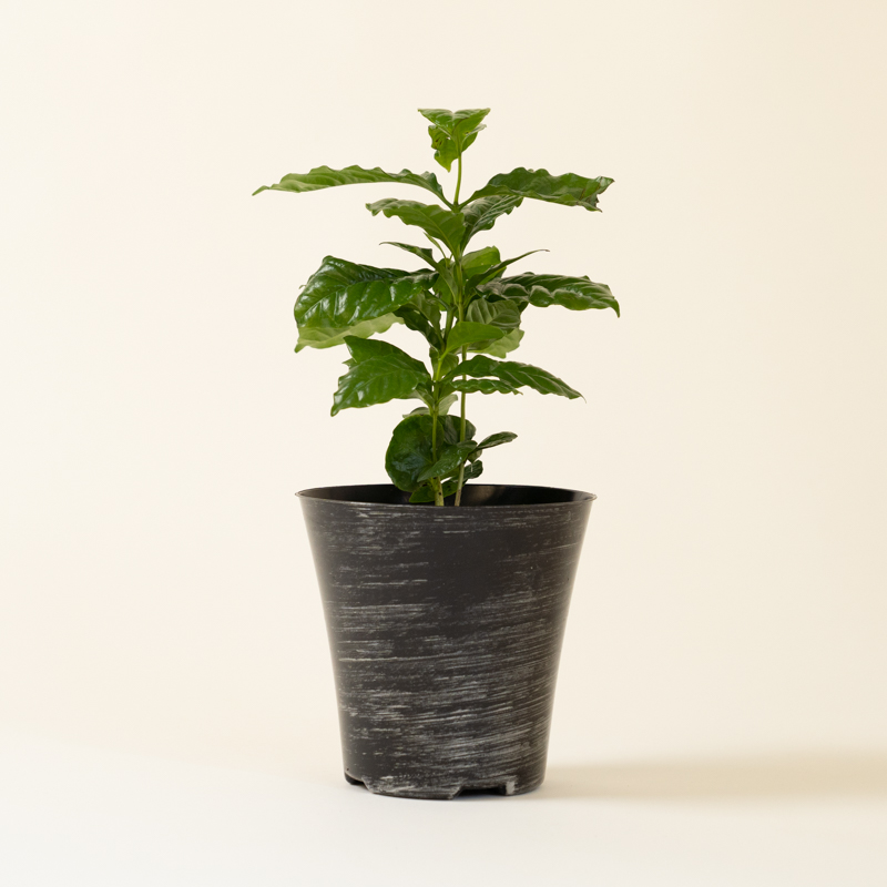 Coffee Plant - Image 4