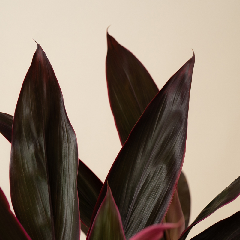 Cordyline Florica - Image 3