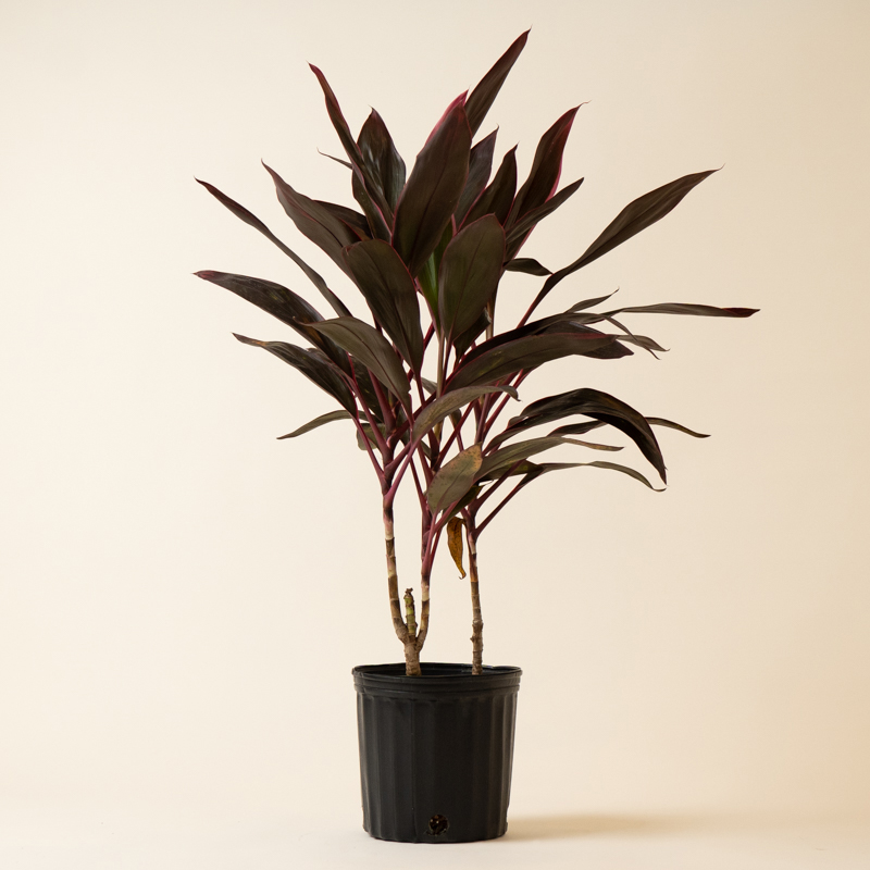 Cordyline Florica - Image 4