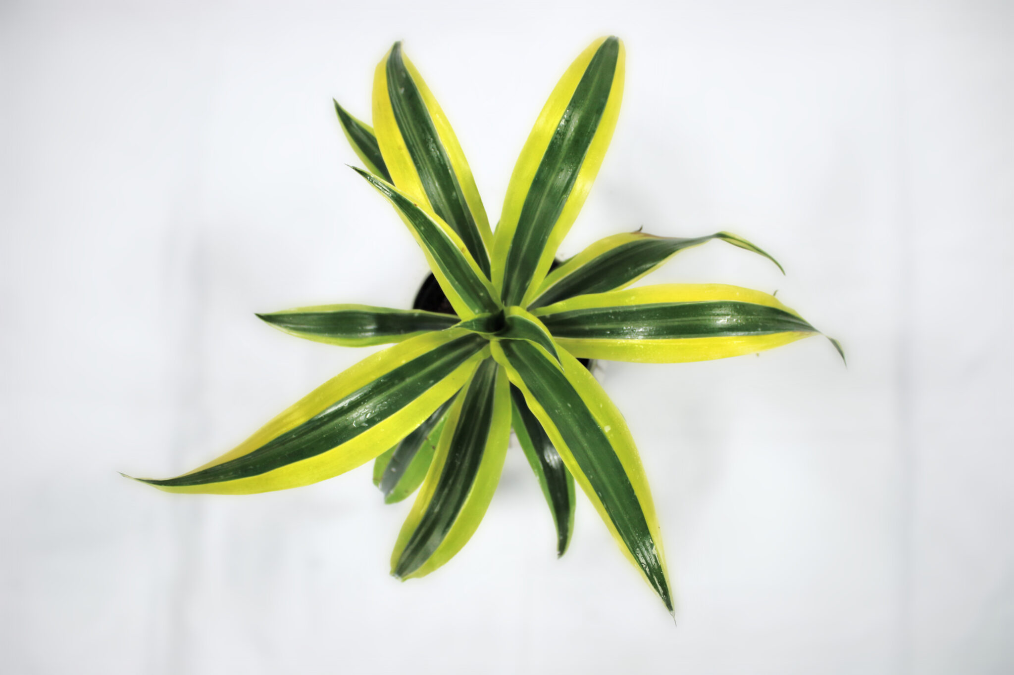 Dracaena - Warneckii Lemon Lime - Image 3