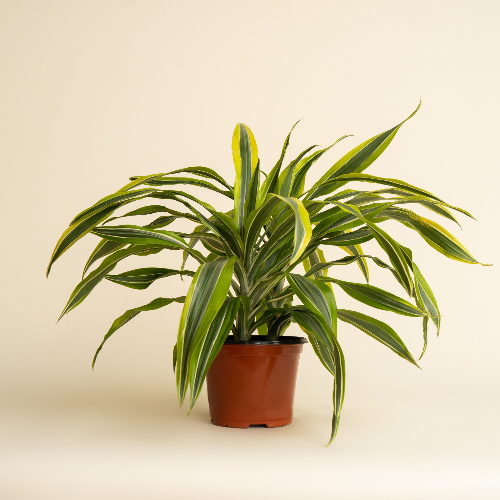 Dracaena - Warneckii Lemon Lime - Image 4