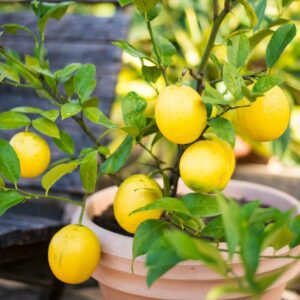 Dwarf Meyer Lemon Tree