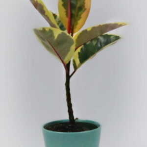 Rubber Tree (Ficus Elastica)