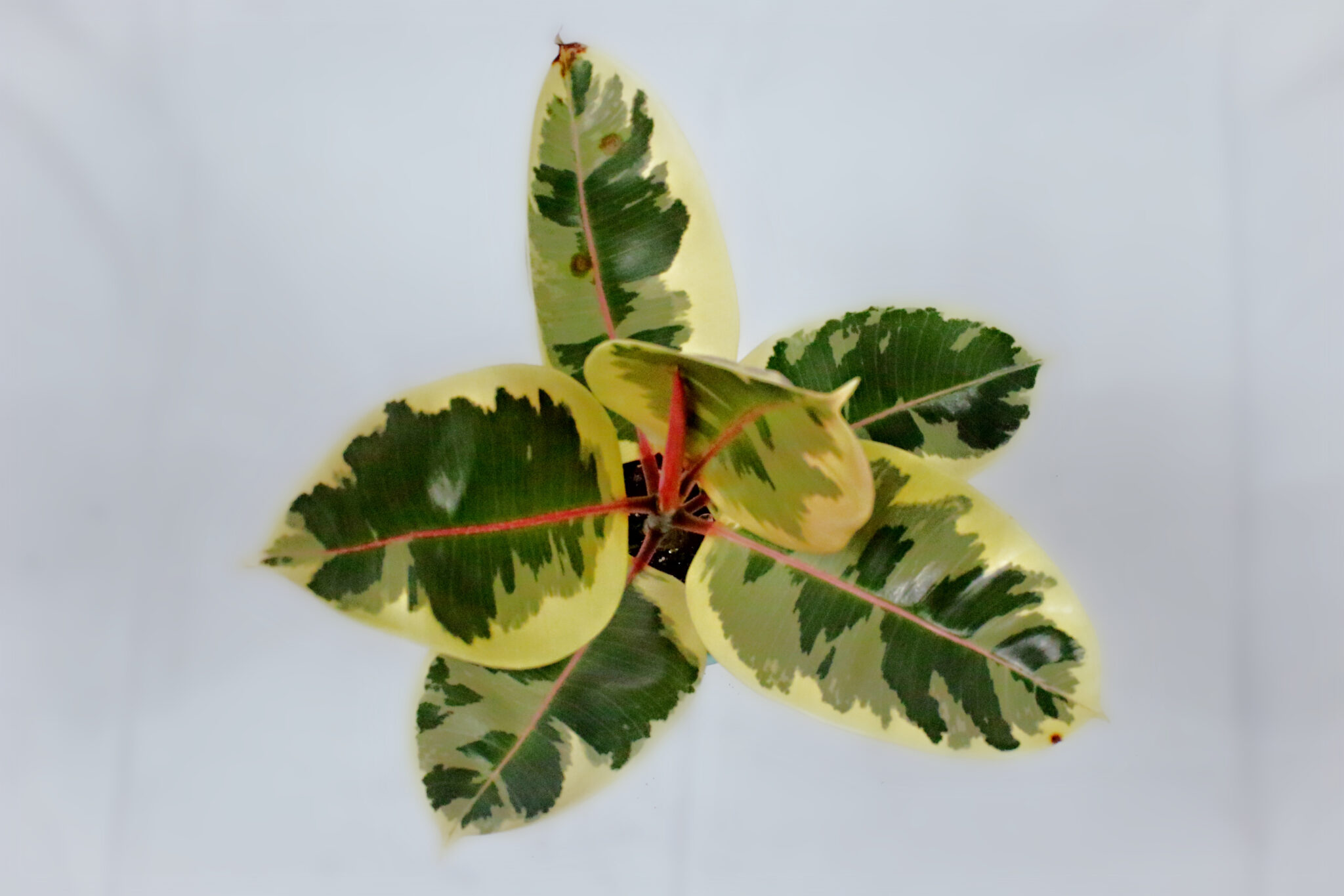 Rubber Tree (Ficus Elastica) - Image 3