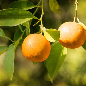 glen-navel orange tree 1
