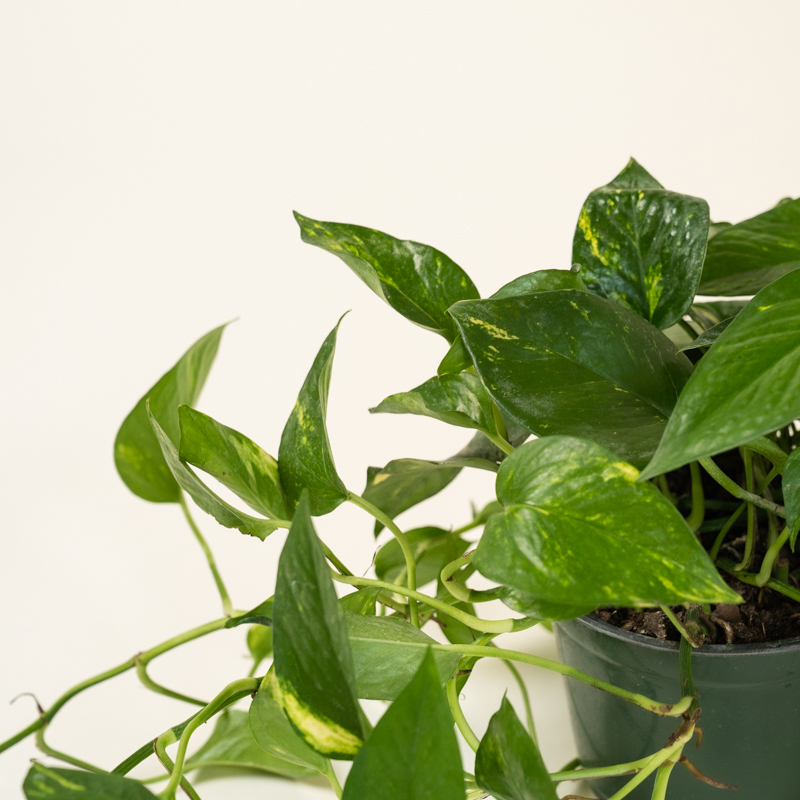 Golden Pothos - Image 3