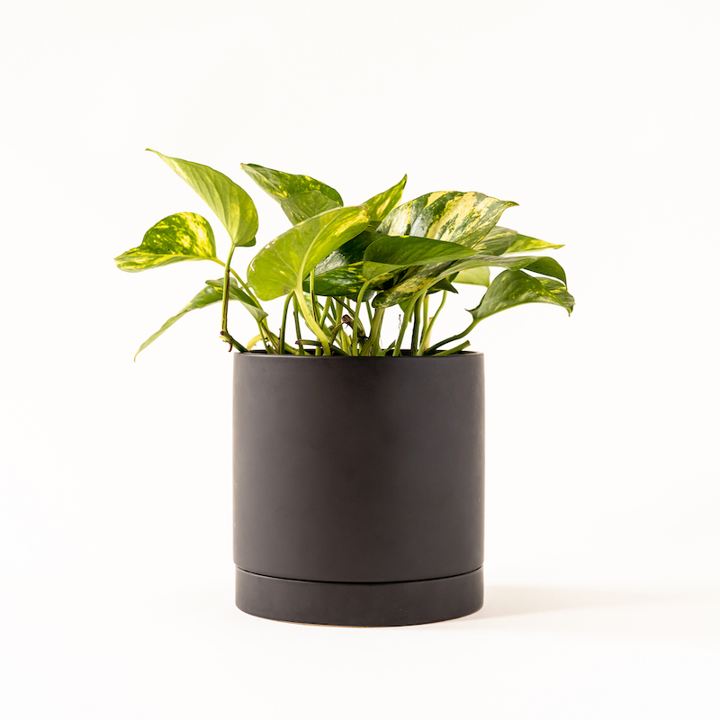 Pothos - Jade - Image 5