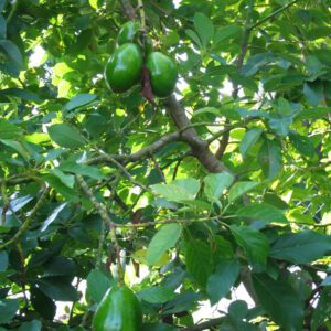 Hall Avocado Tree