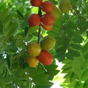 Hog Plum Tree