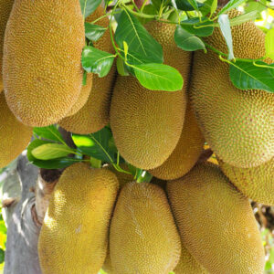 Honey Gold Jackfruit Tree