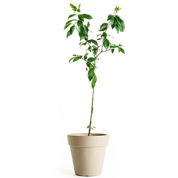 improved meyer lemon tree 3