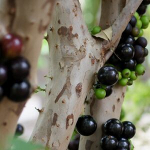 Jaboticaba Tree